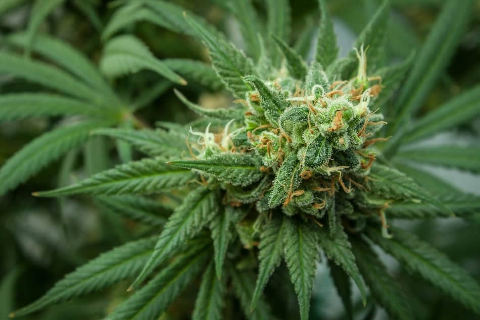 up close of cannabis plant, fruity cannabis strains
