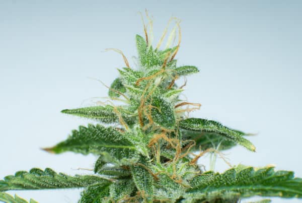 trichomes shown on a cannabis plant on a blue background, grape stomper strain