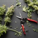 cannabis trim and scissors for edibles