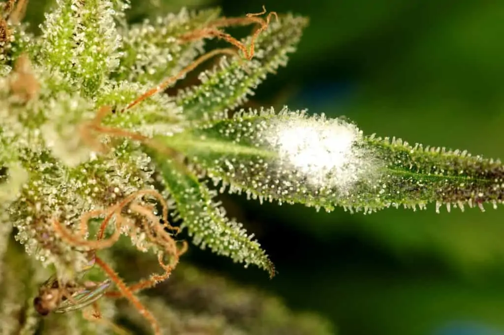 up close of marijuana leaf, layer cake strain