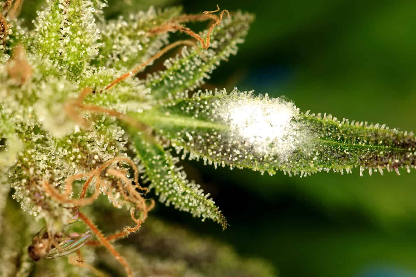Layer Cake Weed Strain Review & Information