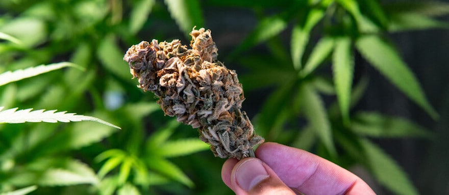 hand holding a marijuana bud, legend og strain