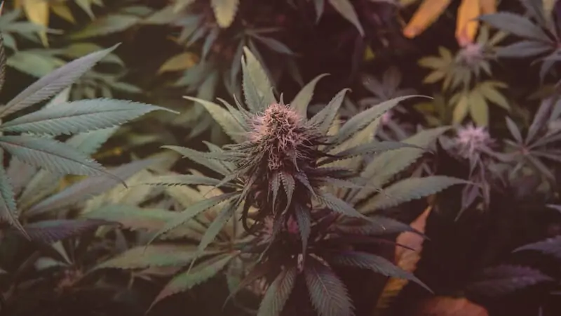 up close of a marijuana plant, mai tai strain