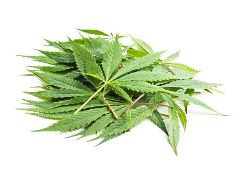 pile of cannabis leaves on isolated white, make cannabutter