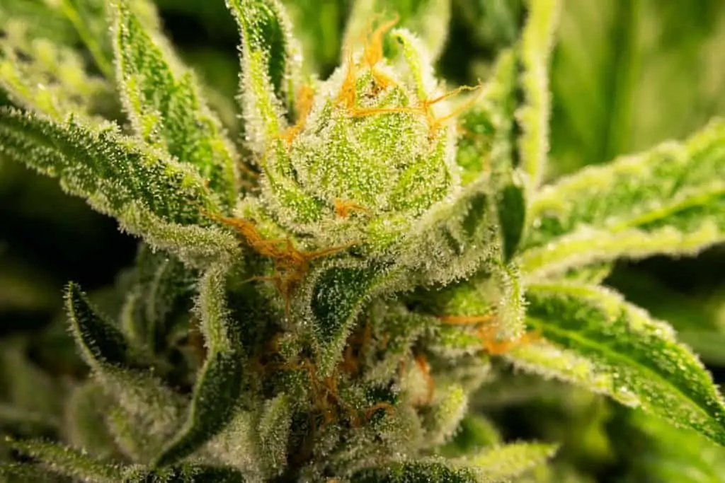 up close of a marijuana strain, marathon OG strain