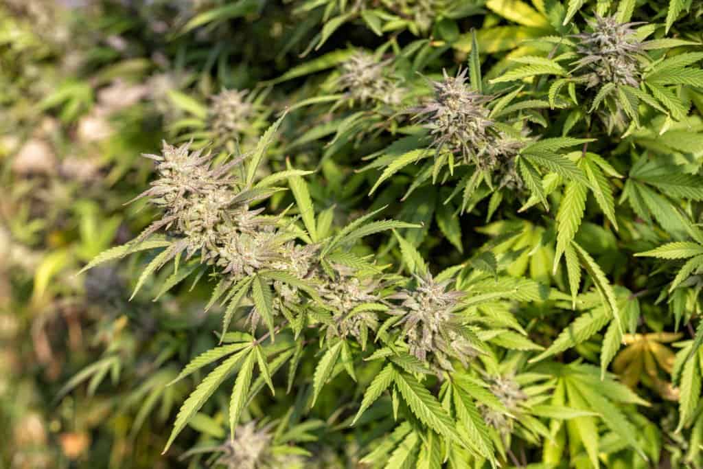 up close of cannabis plants, g6 strain