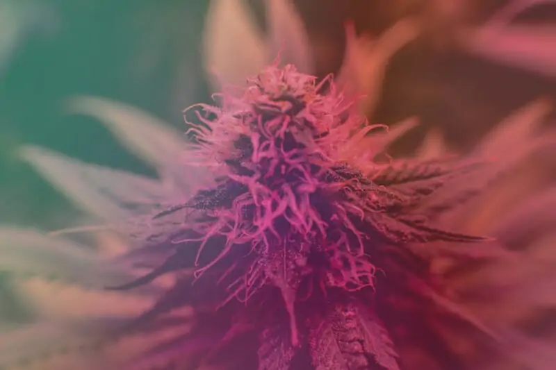 up close of marijuana strain with purple hues, mob boss strain