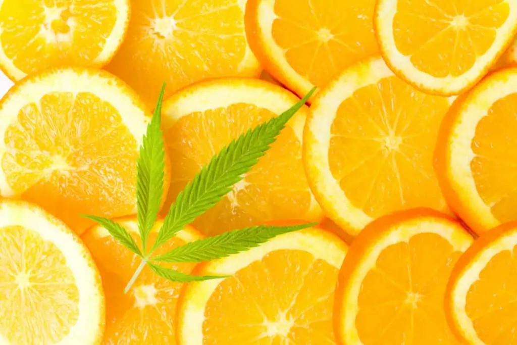 Orange fruit slices and marijuana leaf, orange crush strain