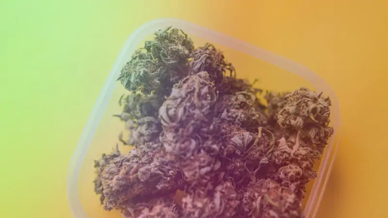 Rainbow Sherbet Weed Strain Review & Information