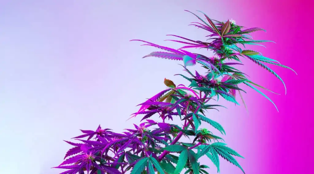 cannabis plant in purple colored led light, sour patch kids strain