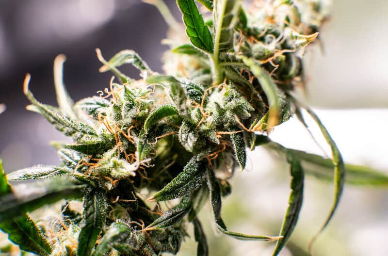trichomes on marijuana plant, sticky buns strain