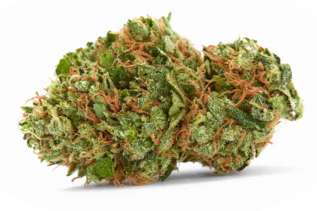 Close up of prescription medical marijuana strain flower on white background, white gushers strain