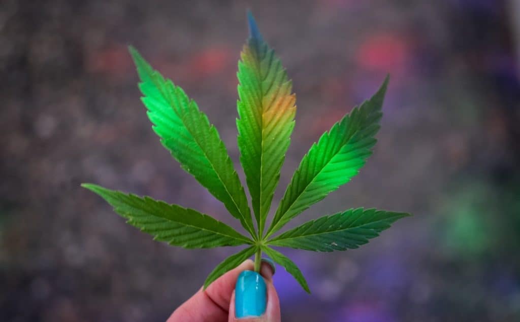 green and orange marijuana leaf being held by female hand cannabis expo events 2021