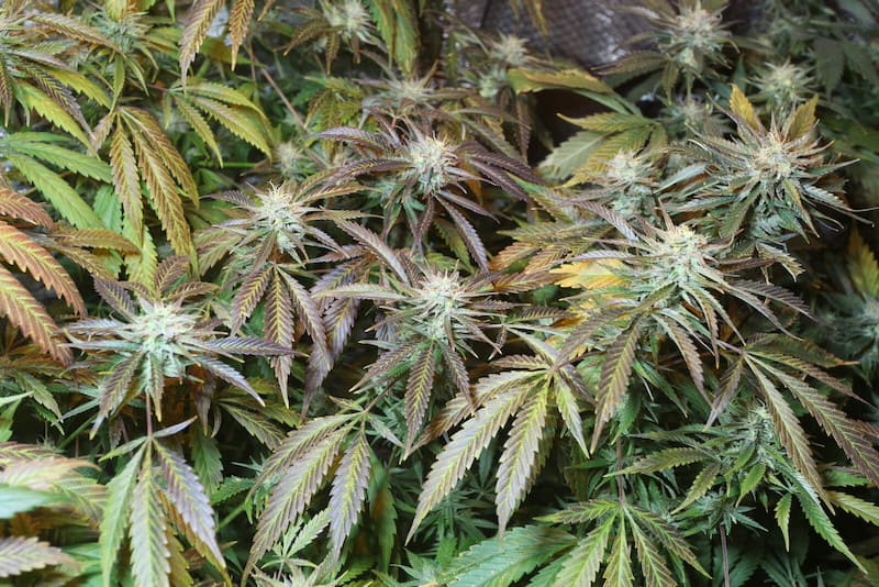 up close of a bunch of marijuanas plants
