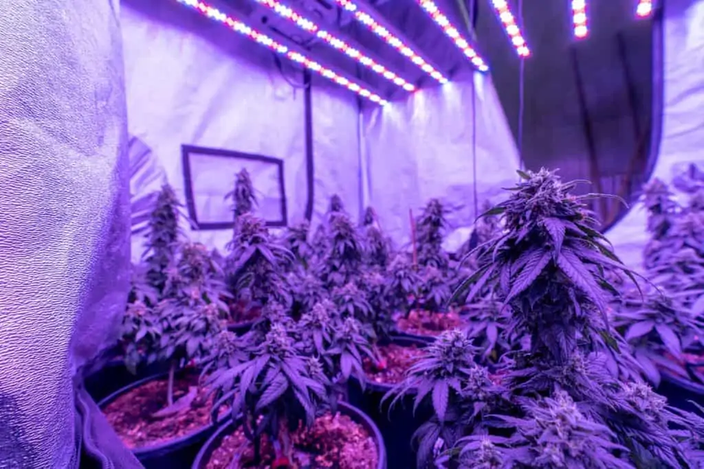 marijuana plants under lights with a purple tint, how to prepare for a marijuana bust