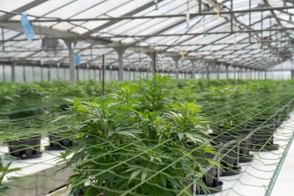 marijuana plants in a greenhouse, how to start a legal marijuana business