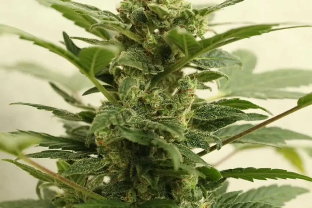 green cannabis plant showing trichomes, Pennsylvania marijuana legalization