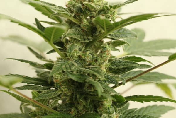 green cannabis plant showing trichomes, Pennsylvania marijuana legalization