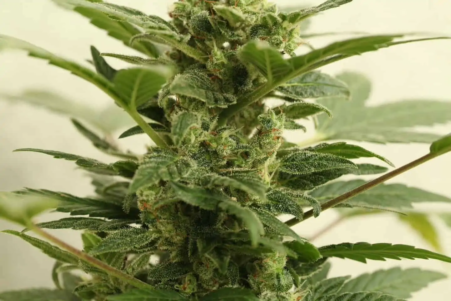 Top 7 Reasons for Pennsylvania Marijuana Legalization