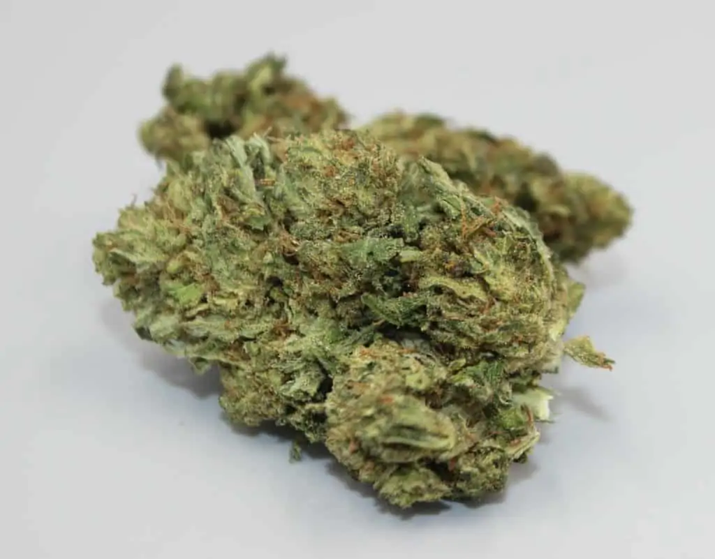 cannabis bud on isolated white, hybrid marijuana 