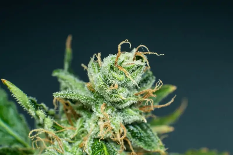 close up of trichomes on marijuana plant, alien cookies strain
