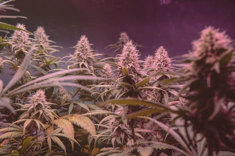 marijuana plants under lights, big smooth strain