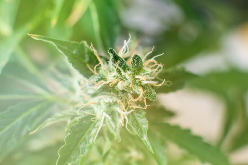 white trichomes on cannabis plant, cement shoes strain