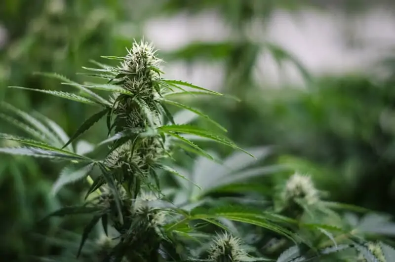up close of trichomes on marijuana plants, cookie glue strain