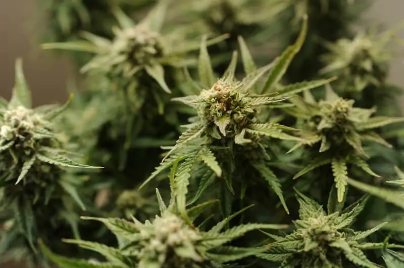 up close of cannabis plants growing, gorilla glue strain 