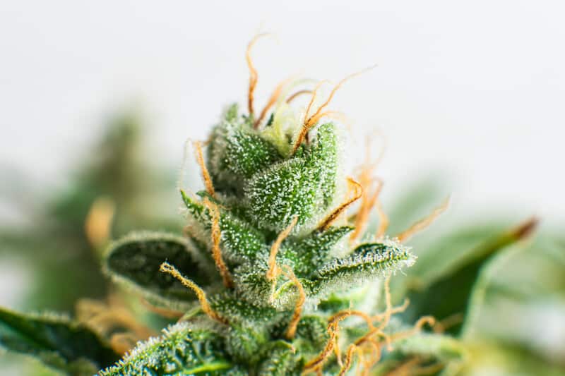 up close of marijuana strain isolated on white, lavender jones strain