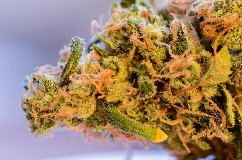 up close of marijuana bud, papaya punch strain