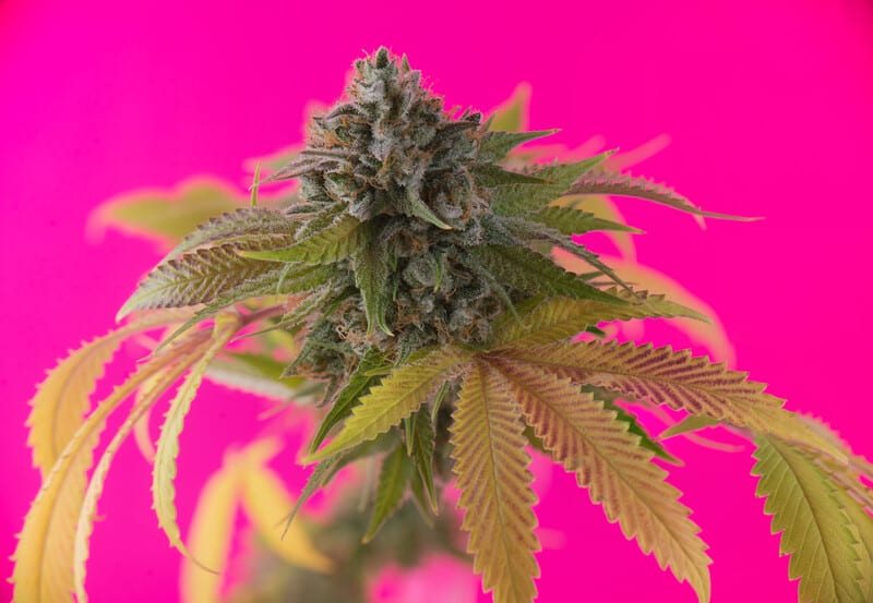 Pink Cookies Weed Strain Review & Information