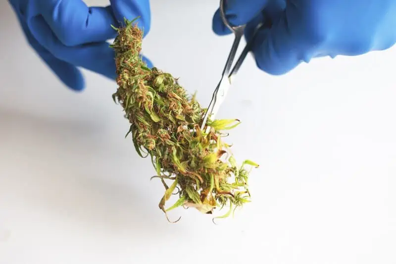 gloved hands trimming a cannabis bud, working as a cannabis trimmer