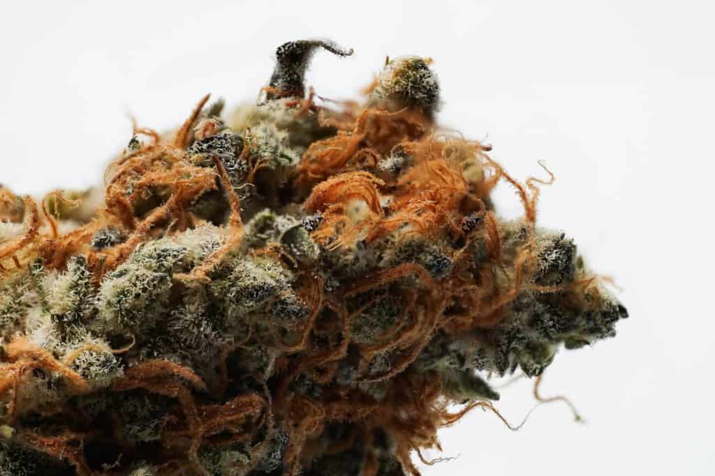 close up of marijuana strain, most popular cannabis strains