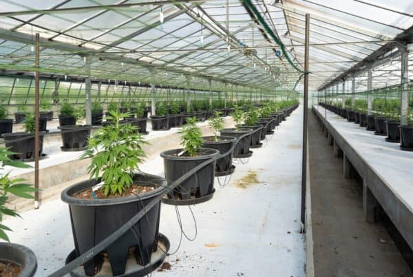 marijuana plants inside a green house. how to start a weed business