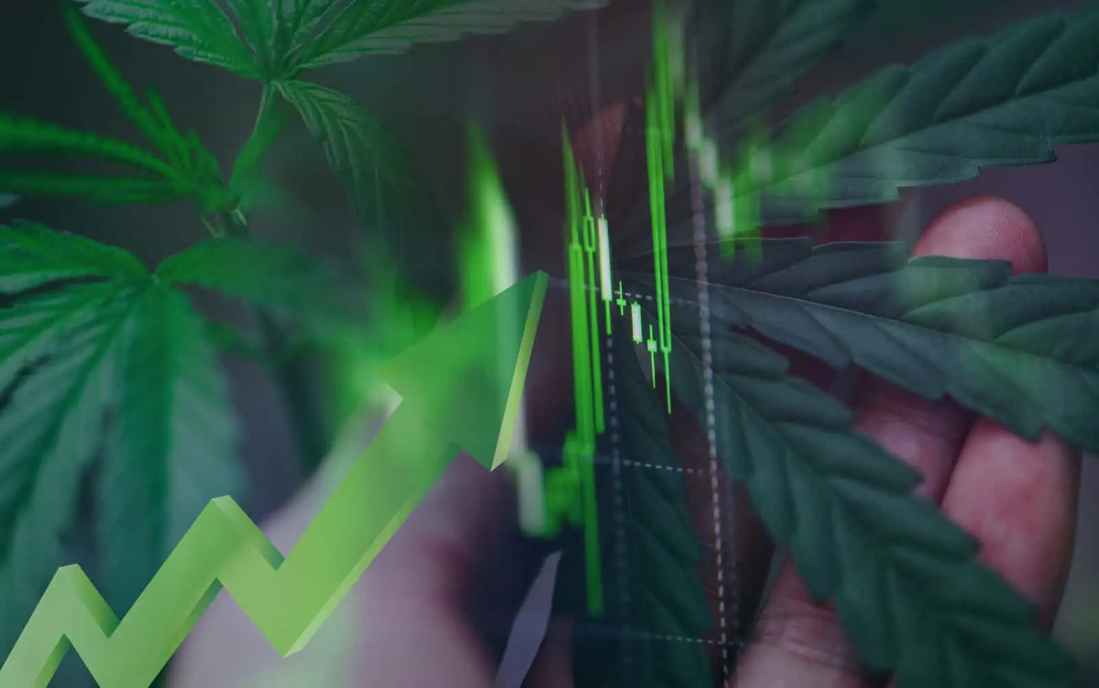 5 Top Marijuana Stocks 2021 and 3 to Avoid