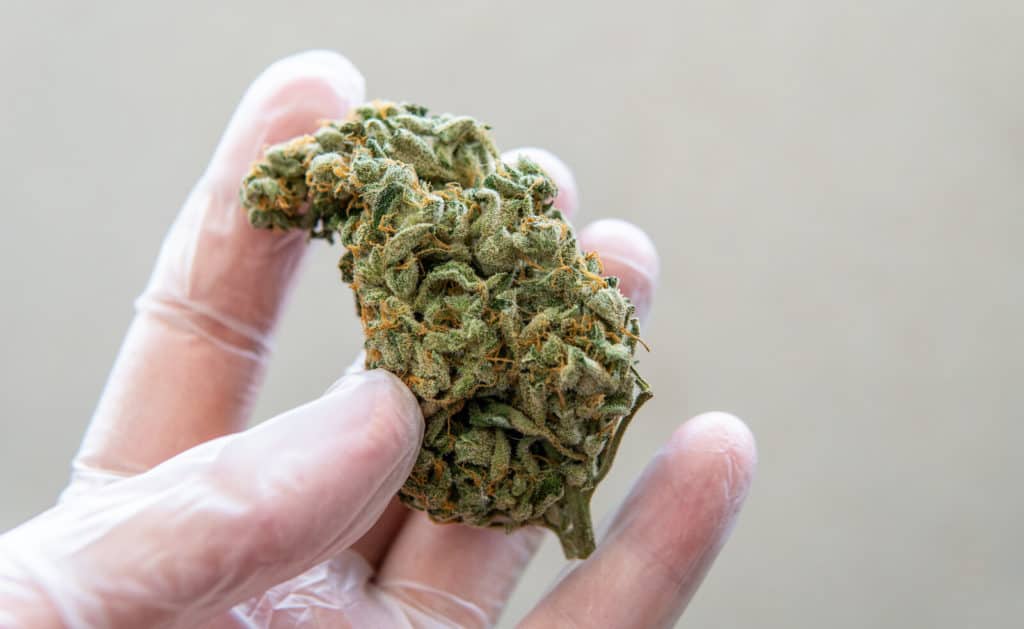 gloved hand holding a marijuana bud, marijuana jobs in Colorado