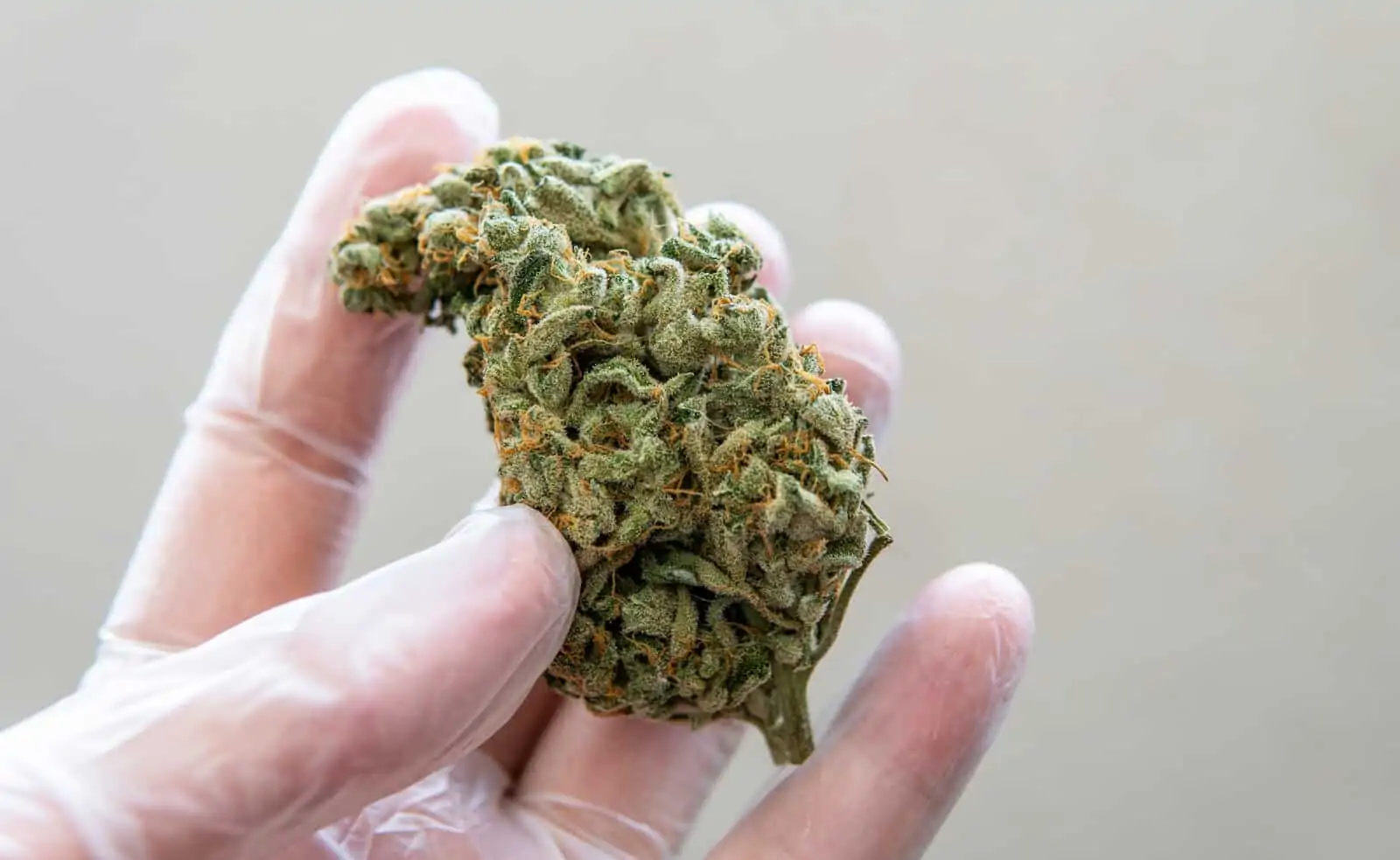 Best Marijuana Jobs in Colorado Right Now