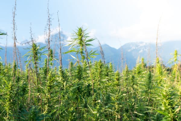 field of marijuana plants, best outdoor grow setup