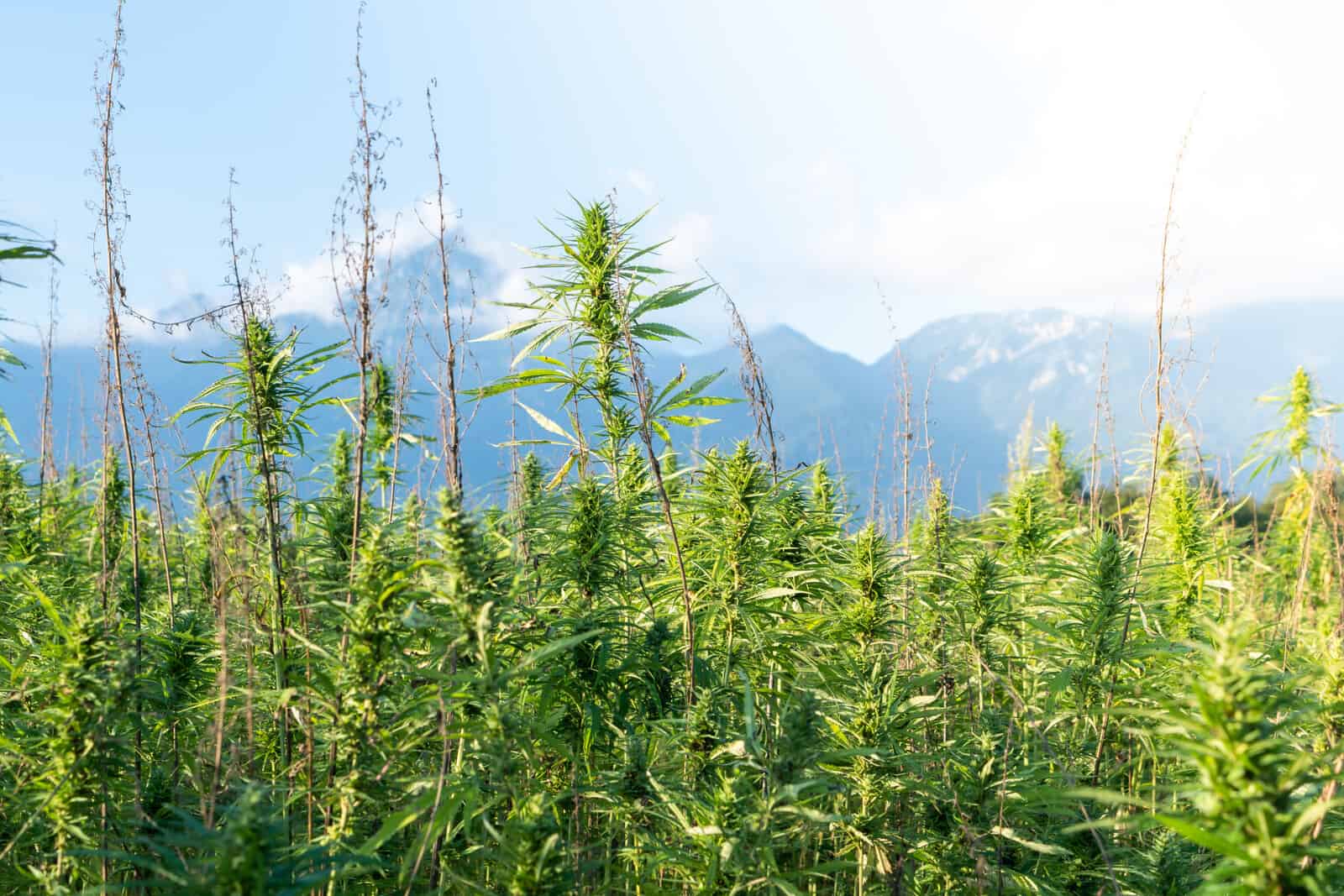Best Outdoor Grow Setup for Marijuana