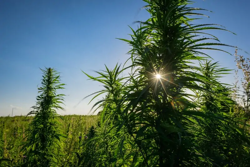 field of marijuana plants, best outdoor grow setup