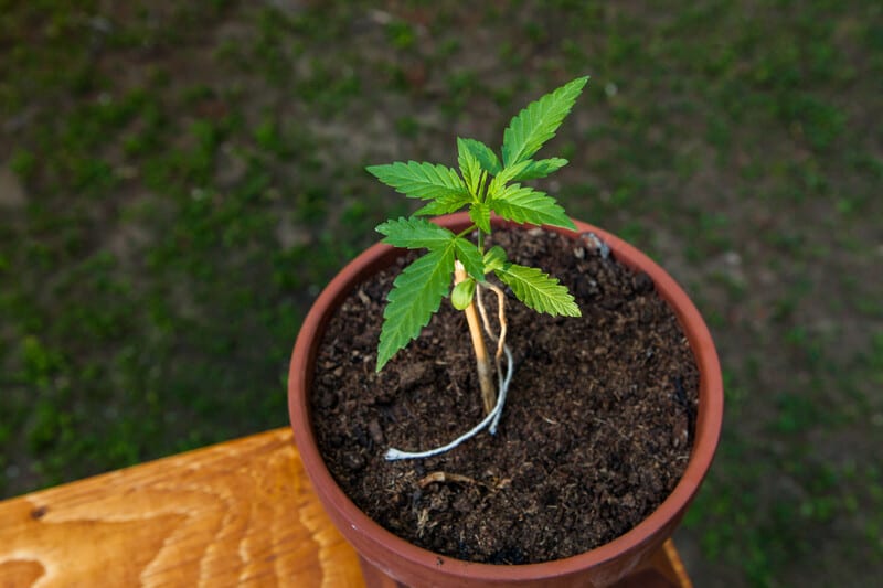 Best Outdoor Grow Setup for cannabis 1 1
