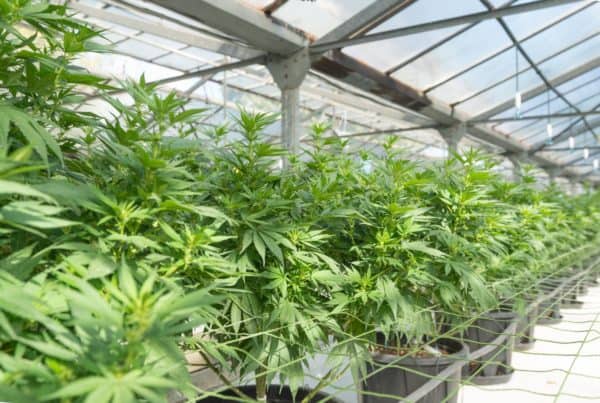 marijuana plants in a greenhouse, Florida marijuana legalization