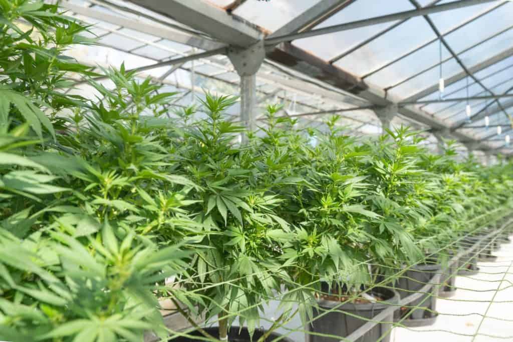 marijuana plants in a greenhouse, Florida marijuana legalization