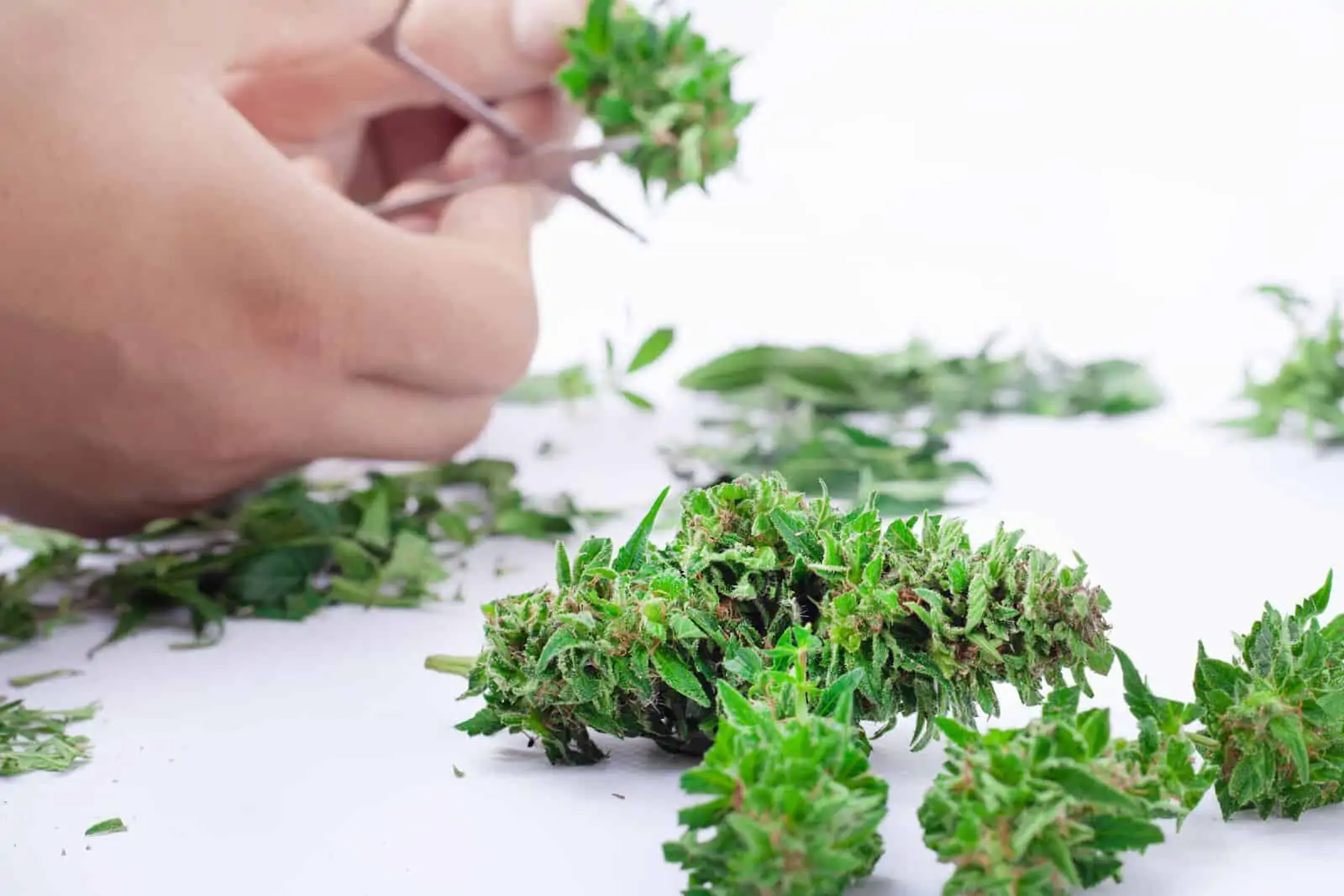 How to Find Weed Trimming Jobs for the Fall