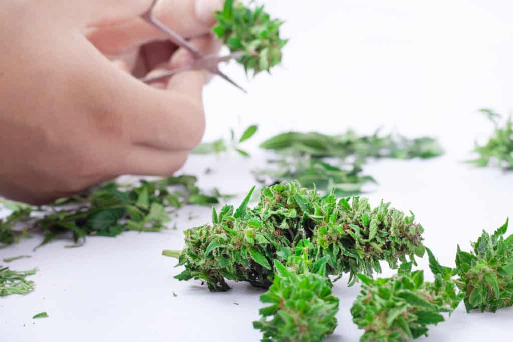 hand trimming cannabis, weed trimming jobs