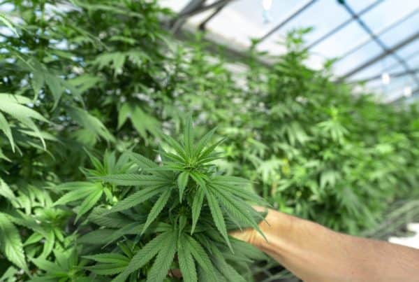 marijuana plants in a greenhouse, marijuana grower jobs