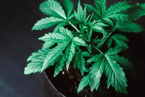marijuana plant in a pot, how to grow one weed plant