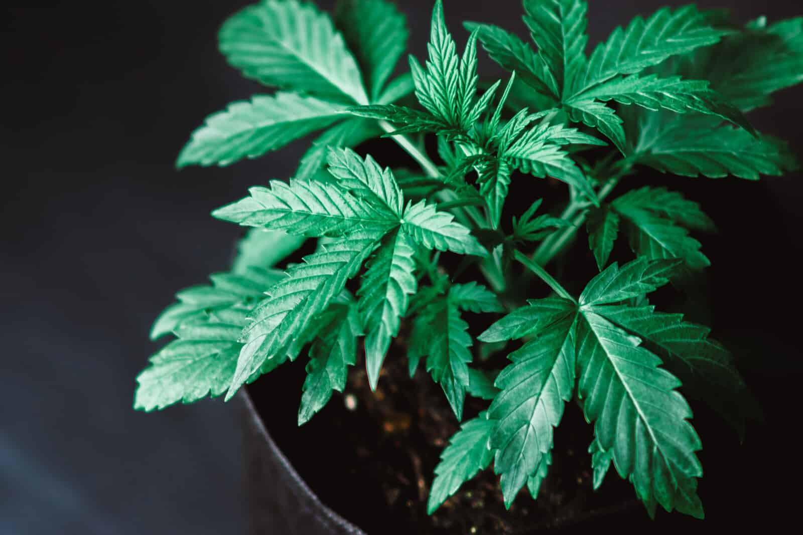 How to Grow One Weed Plant Like a Pro
