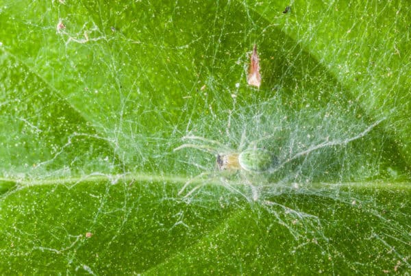up close of bugs on plant, spider mites on marijuana plants
